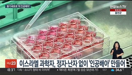 수정없이 만든 쥐 인공배아…죽은 돼지 심장 다시 뛰어