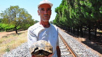 Kaplumbağa kurtarıcısı Mehmet Amca