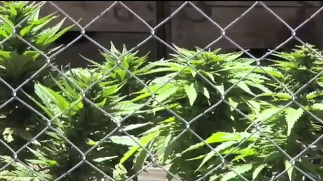 CANNABIS TERAPEUTICA, SITUAZIONE INSOSTENIBILE PER I PAZIENTI