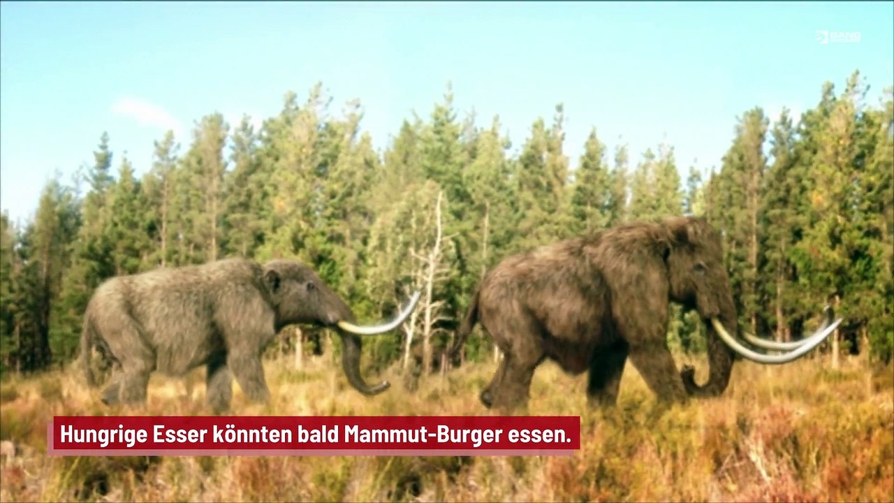 Mammut-Burger könnten auf der Speisekarte stehen