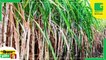 Kisan Bulletin - सरकार ने किसानों के लिए शुरू की शुष्क बागवानी योजना, 50% Subsidy पर खेती करेंगे Farmers | Green TV