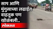 Mongoose Vs Snake Fight Viral Video | आज-काल दुर्मिळ पणे पाहायला मिळणारी साप आणि मुंगुसाची लढाई