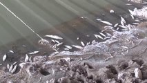 Çankırı gündem haberi | Kızılırmak'taki balık ölümlerinin nedeni araştırılıyor