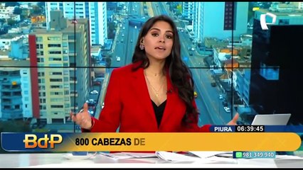 Piura: 800 cabezas de vacuno mueren por sequía