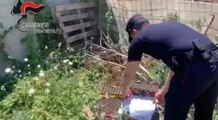 Napoli, fuochi artificio dopo ricevimento bruciano vegetazione ad Agnano (04.08.22)