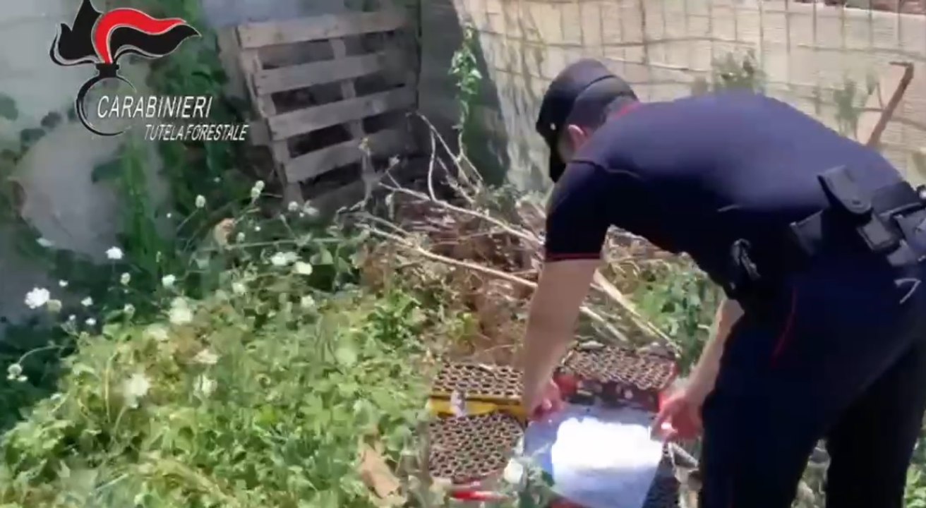 Napoli, fuochi artificio dopo ricevimento bruciano vegetazione ad Agnano (04.08.22)