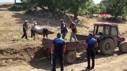 25 GÜN SONRA BULUNAN BOĞASI İÇİN HALUK LEVENT'TEN 30 BİN TL İSTEDİ