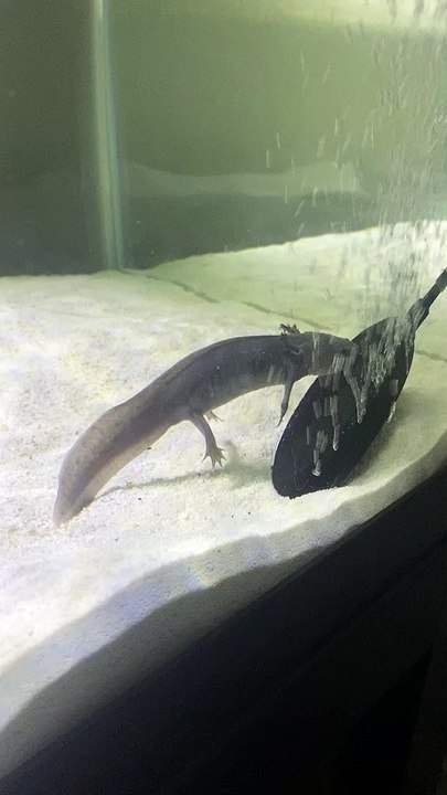 Axolotl Blown Up By Bubbles