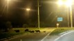 Travessia de animais preocupa moradores em rodovias de Florianópolis