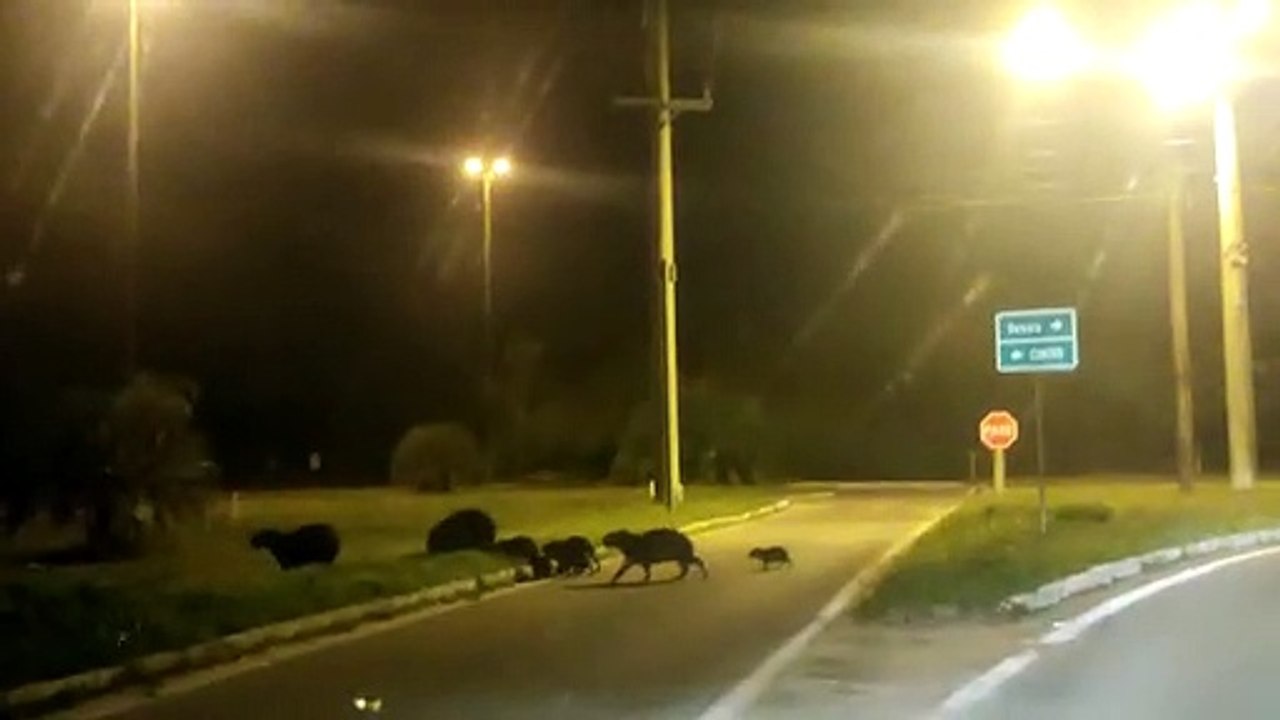 Travessia de animais preocupa moradores em rodovias de Florianópolis