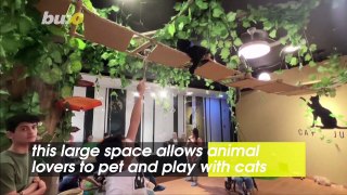 Cat Playground in Jordan Allows People To Come and Play With Them Without Having To Own One