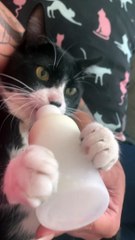 Spoiled Cat Drinks by Bottle