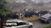Herd of cows caused chaos by 'storming' a village