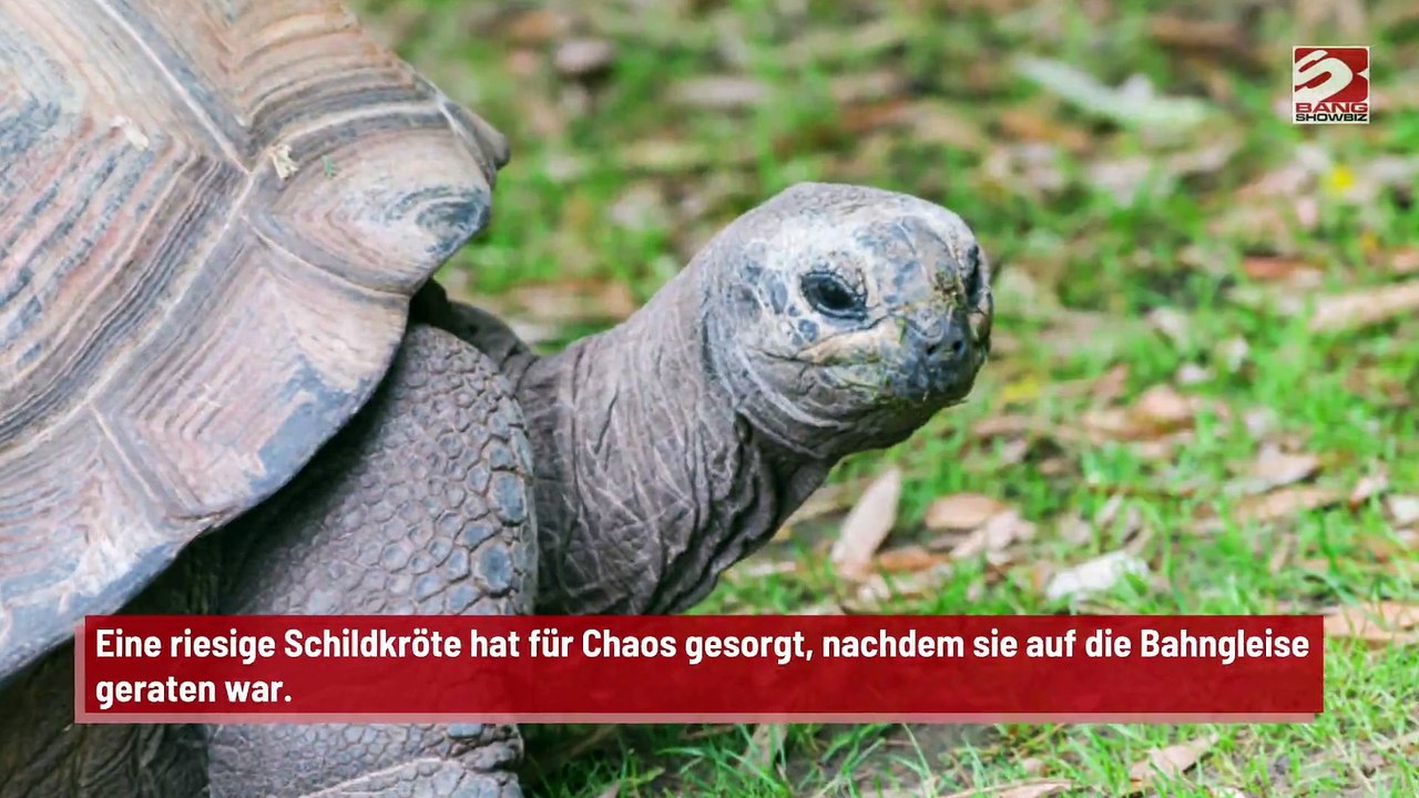 Verletzte Schildkröte wandert auf Bahngleise