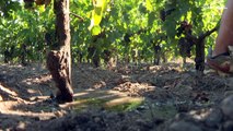 Francia, acqua ai vigneti minacciati dalla siccità