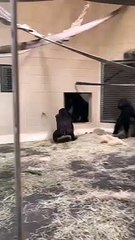 Un gorille fait une entrée fracassante dans un zoo