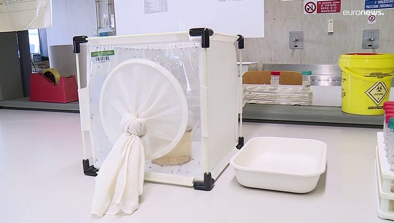 Italien: West-Nil-Virus breitet sich aus