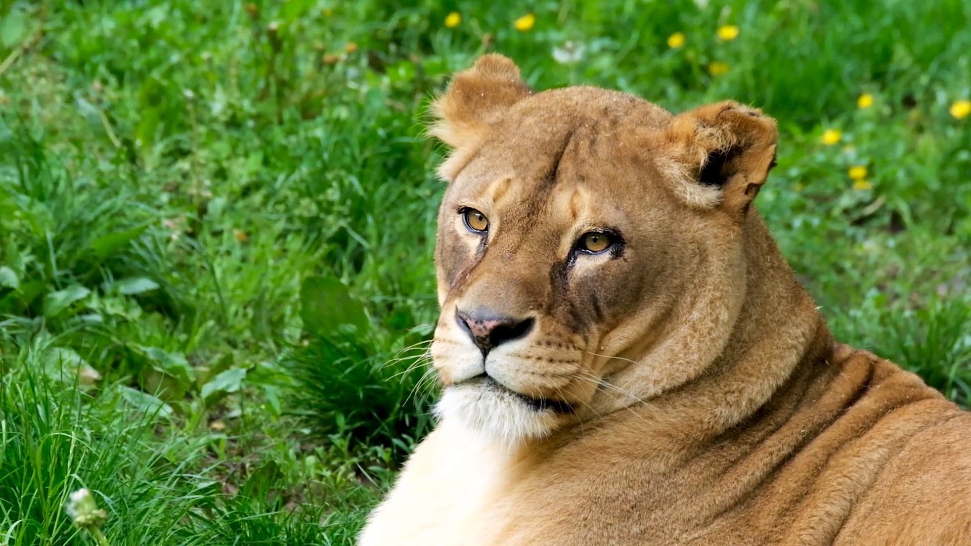 Wild Animals 4k Video,  Animals Attack