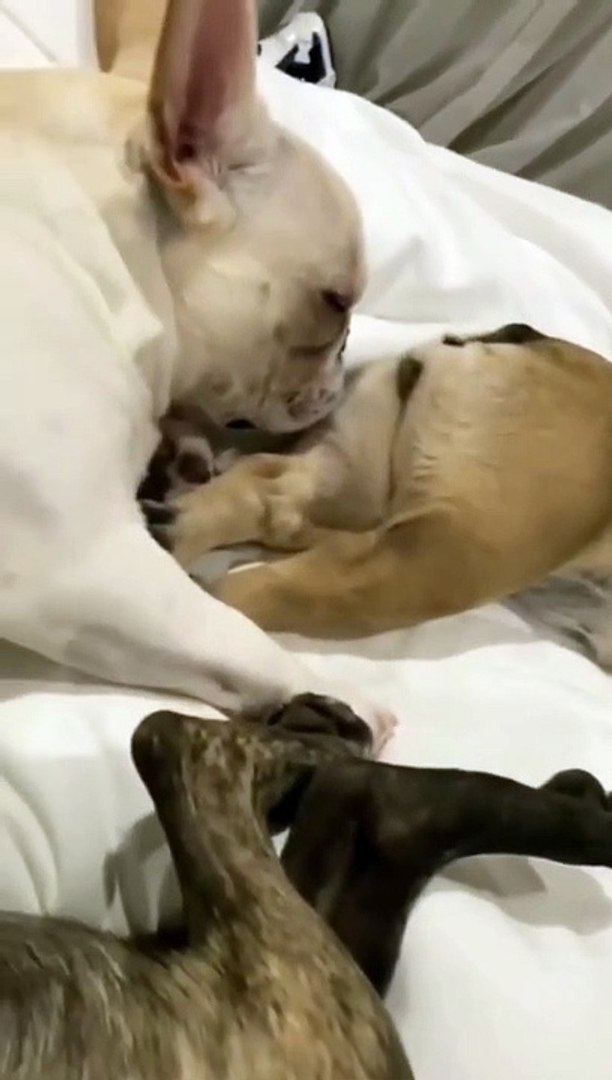 Animals Videos moment Funny Animals videos