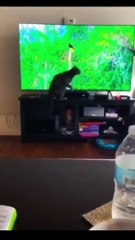 Funny Cats Viral Clips Tranding Videos