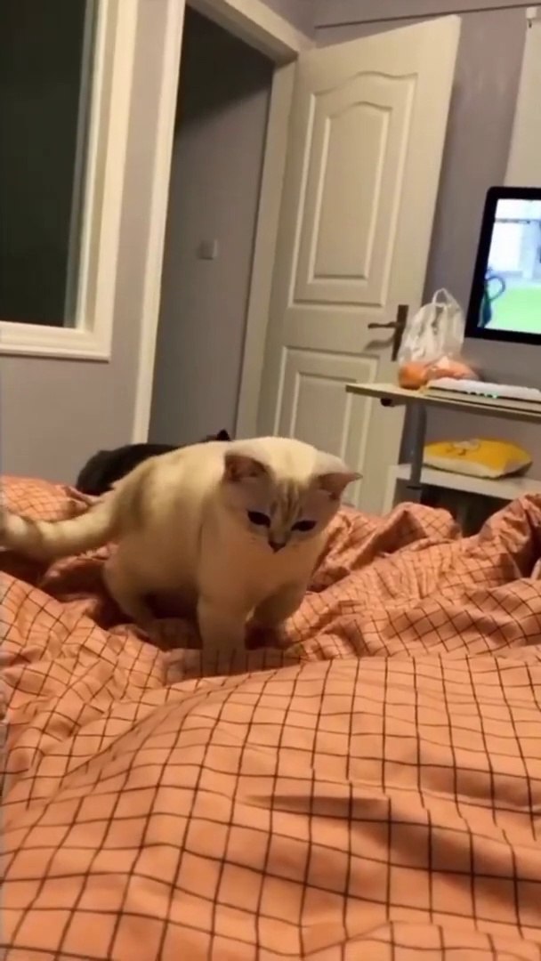 ⁣Animals Videos Cutes Animal