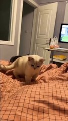 Animals Videos Cutes Animal