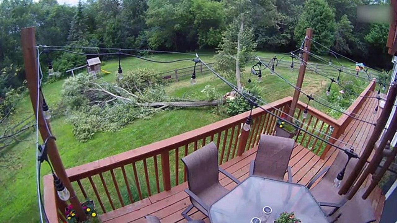 Ce pauvre chien n'a pas vu l'arbre tomber sur lui