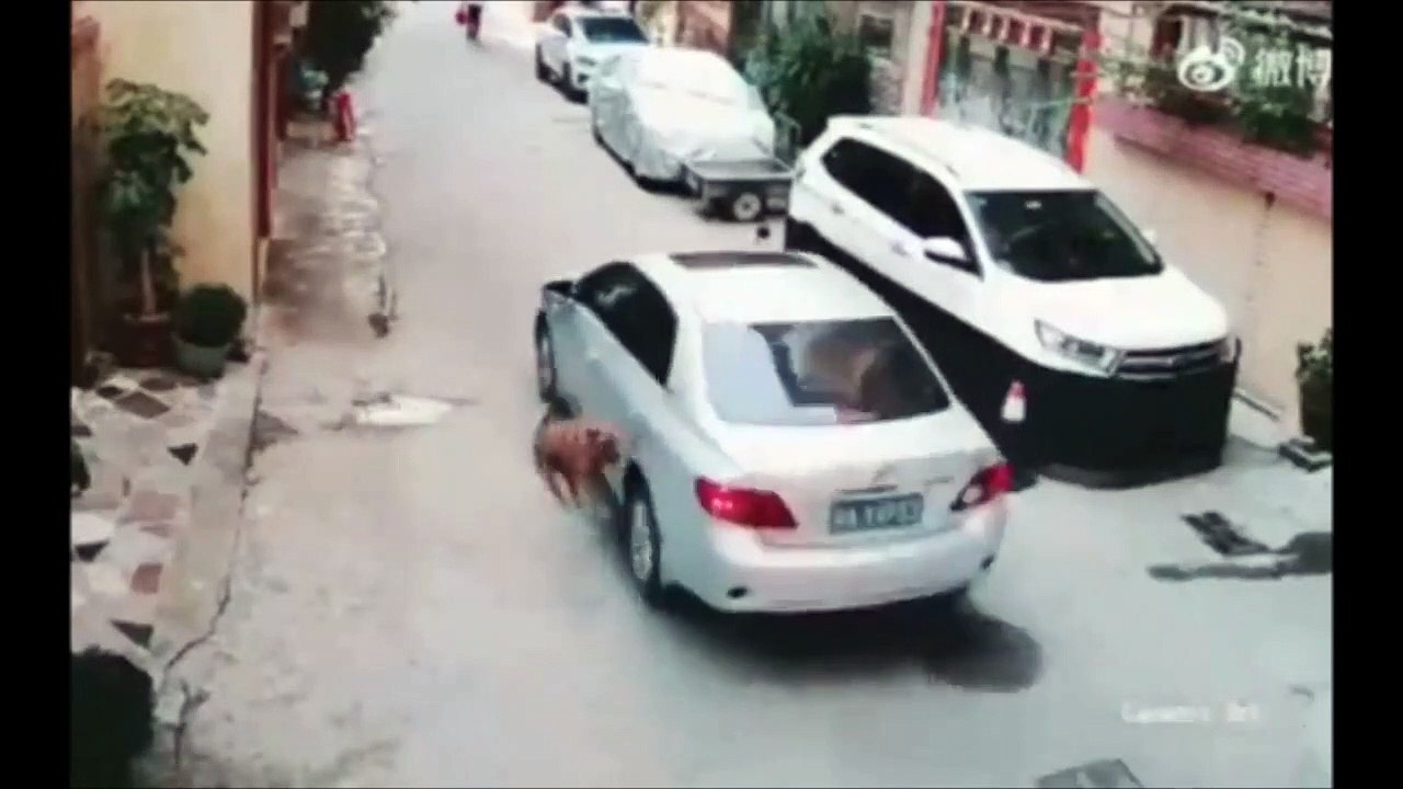 Ce chien va avoir un réflexe incroyable pour éviter la voiture