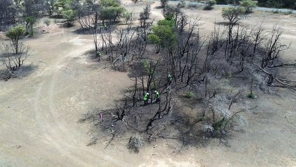 بأكثر من 160 ألف شجرة "مركز الغطاء النباتي" يعيد تأهيل المواقع المتضررة في غابات متنزه الجرة بعسير