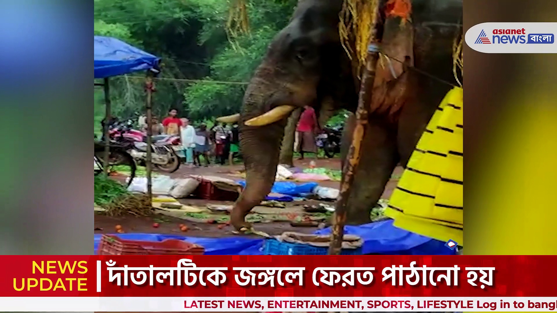 গ্রামের হাটে বুনো হাতির তাণ্ডব, হাটের শাক-সবজি খেয়ে পালাল জঙ্গলে!