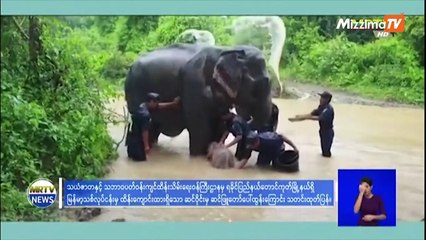 ¡Buen augurio! nace inusual elefante blanco en Myanmar
