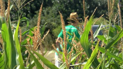 Rainham's Maze Moon is open for family fun and sunflower picking