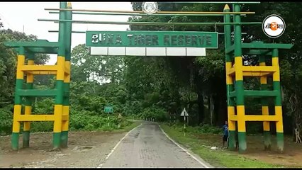 বক্সার জঙ্গলে বিরল প্রজাতির 'ক্লাউডেড লেপার্ড'