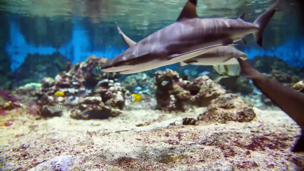 Things That Can Hypnotize Every Animal