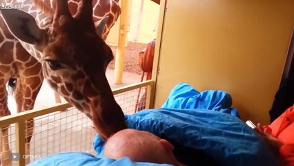 Heartbreaking Goodbyes Between Pets and Their Owners