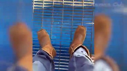 أفضل مقاطع فيديو حيوانات مضحكة لعام 2022 - مقاطع فيديو قطط لطيفة وكلاب مضحكةBest Funniest Animal Videos of 2022 - Cute Cats and Funny Dogs Videos