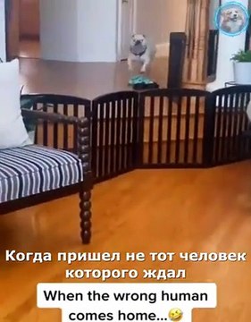 حيوانات مضحكة - قطط مضحكة _ كلاب - حيوانات مضحكةFunny animals - Funny cats _ dogs - Funny animal