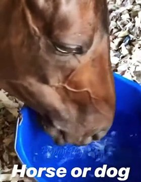 حيوانات مضحكة - قطط مضحكة _ كلاب - فيديوهات حيوانات مضحكةFunny animals - Funny cats _ dogs - Funny animal videos