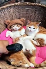 طرائف القطط والكلاب #Funniest #Cats  and #Dogs