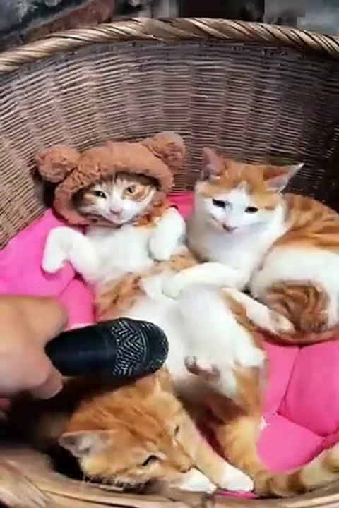 طرائف القطط والكلاب #Funniest #Cats  and #Dogs