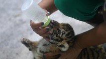 Un tigre de Bengala de tres meses es el nuevo inquilino del Zoológico de La Habana
