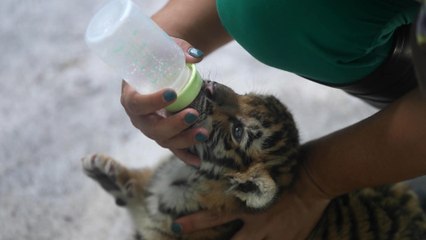 Un tigre de Bengala de tres meses es el nuevo inquilino del Zoológico de La Habana