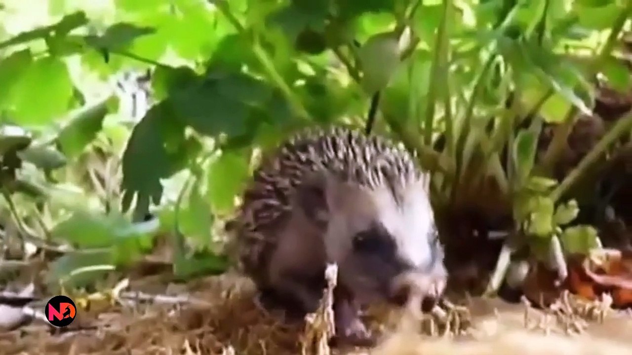 porcupine shooting quills