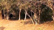 Lion jumps up tree to attack Leopard to steal prey►Fierce Battle of Lion in Africa►Lion vs Bufffalo