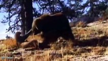 7 Lion vs 100 Buffalo - Lion Of The Andes Fail - Male Lion Rescue Baby Impala From Five Cheetah