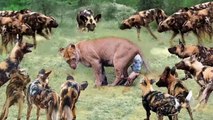 Big battle of Wild Dogs vs Lion - Hippo vs Crocodile vs Lion, Hyena & Wild dogs disputes  the prey