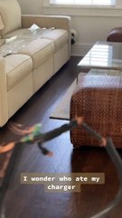Is This Dog Guilty of Eating the Charger?