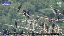 [기후환경 리포트] 한국에 살고 싶어요‥이상한 철새들 급증