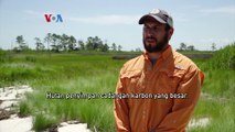 Membantu Lingkungan Menyembuhkan Diri Dengan Biota Asli