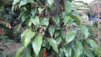 cabai jawa pipper longum long pepper lada panjang